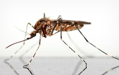 Mosquits. Consells per conviure millor.